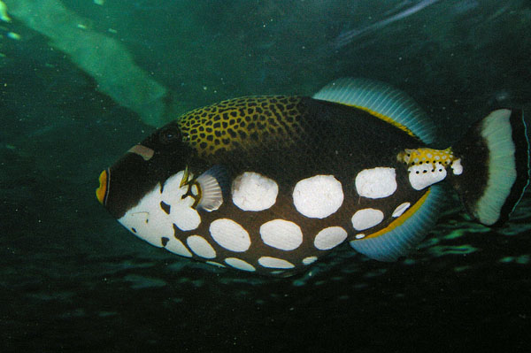 Clown Triggerfish | Balistoides conspicillum photo