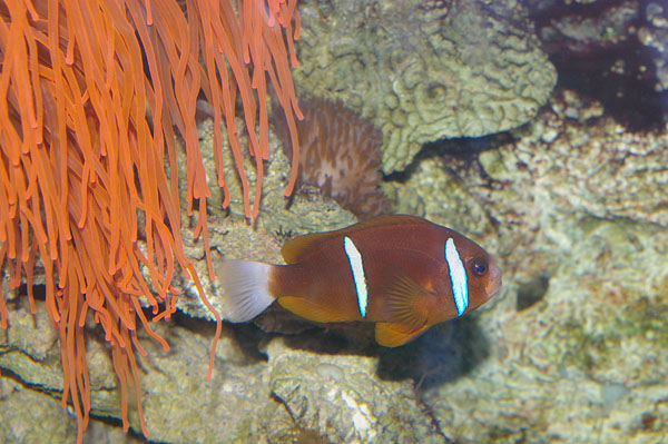 Clark's Anemonefish | Amphiprion clarkii photo