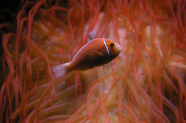 Pink Anemonefish | Amphiprion perideraion photo