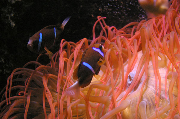 Clark's Anemonefish | Amphiprion clarkii photo