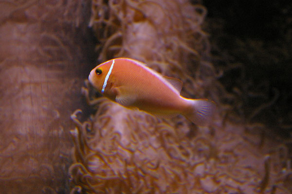 Pink Anemonefish | Amphiprion perideraion photo