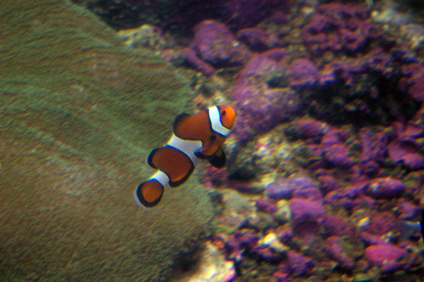 Clown Anemonefish (Clownfish) | Amphiprion percula photo