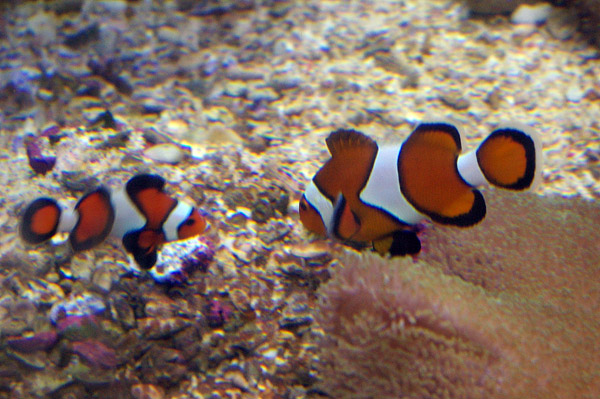 Clown Anemonefish (Clownfish) | Amphiprion percula photo