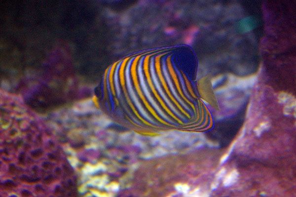 Regal Angelfish | Pygoplites diacanthus photo