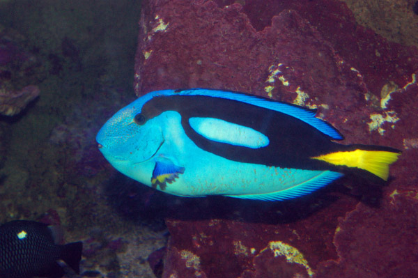 Blue Tang | Paracanthurus hepatus photo