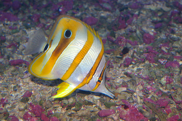 Beaked Coralfish | Chelmon rostratus photo