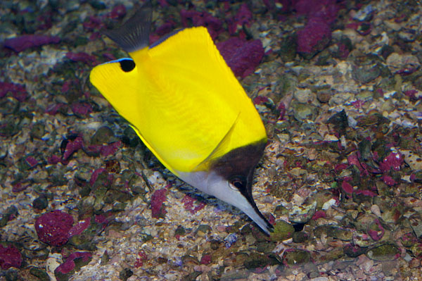 Forcepsfish | Forcipiger flavissimus photo