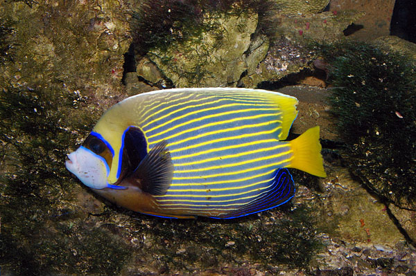 Emperor Angelfish | Pomacanthus imperator photo