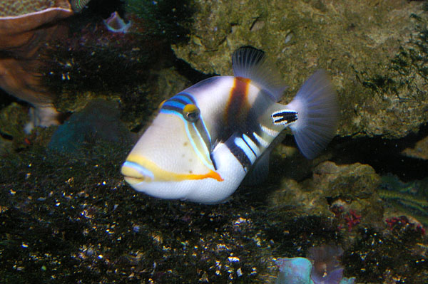 Hawaiian Triggerfish | Rhinecanthus aculeatus photo