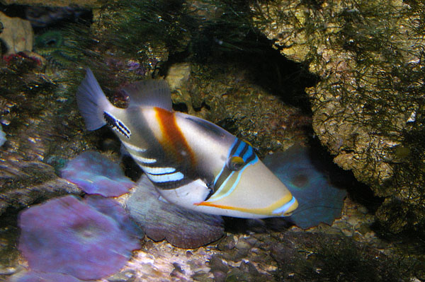 Hawaiian Triggerfish | Rhinecanthus aculeatus photo