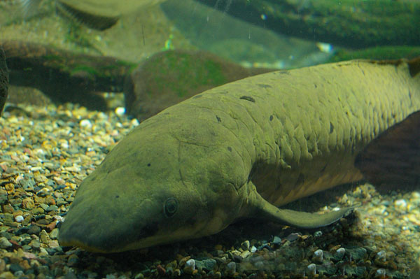 Australian Lungfish | Neoceratodus forsteri photo