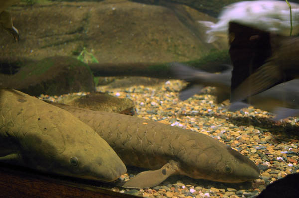 Australian Lungfish | Neoceratodus forsteri photo