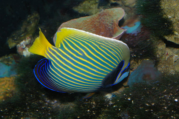 Emperor Angelfish | Pomacanthus imperator photo