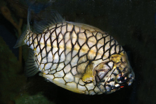 Pineapplefish | Cleidopus gloriamaris photo