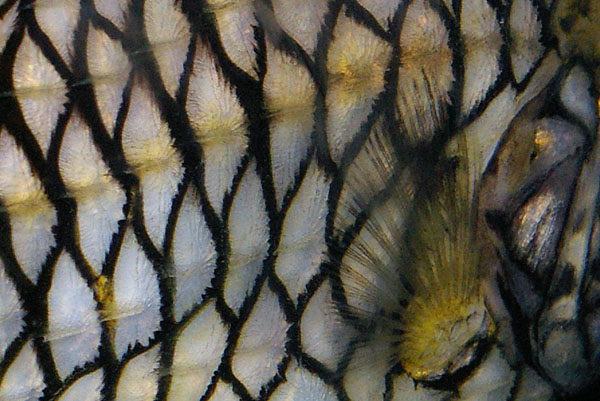 Pineapplefish | Cleidopus gloriamaris photo