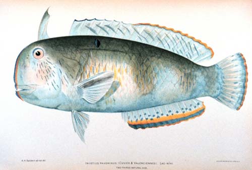 Peacock Razorfish | Xyrichtys pavo photo