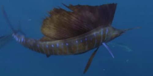 Indo-Pacific Sailfish | Istiophorus platypterus photo
