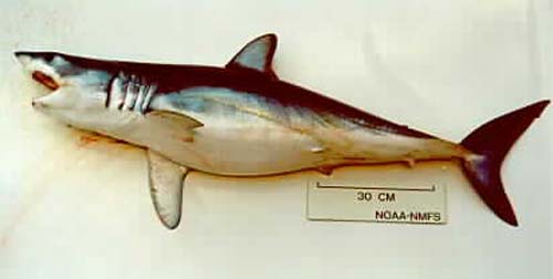 Shortfin Mako | Isurus oxyrinchus photo