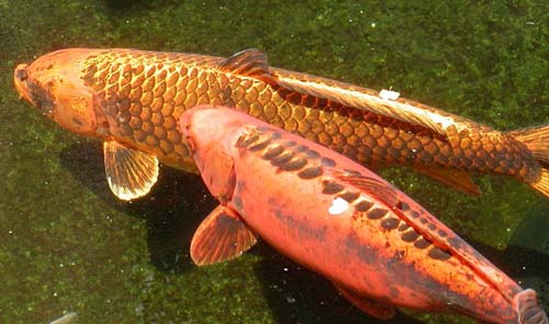 Carp | Cyprinus carpio photo