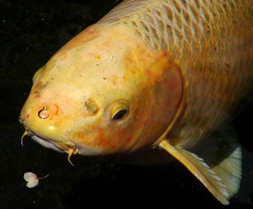 Carp | Cyprinus carpio photo