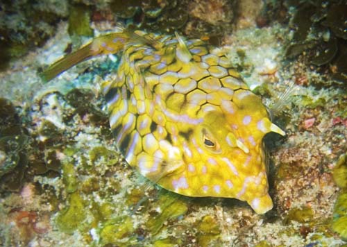 Thorny-back Cowfish | Lactoria fornasini photo