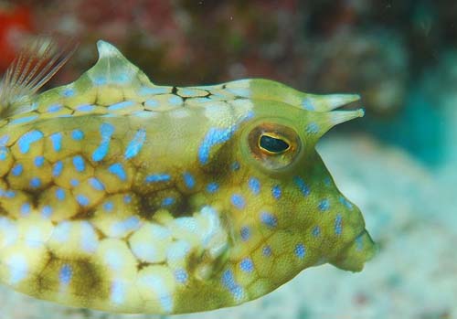 Thorny-back Cowfish | Lactoria fornasini photo