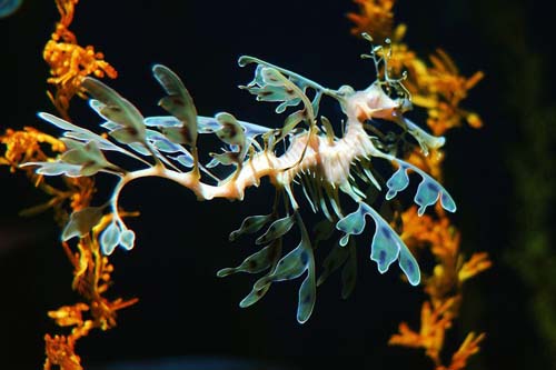 Leafy Seadragon | Phycodurus eques photo