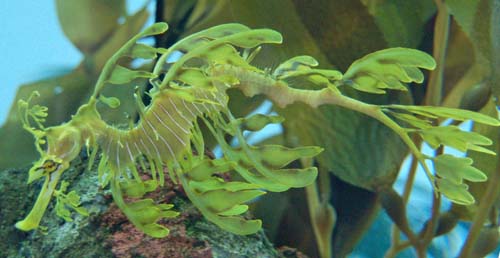 Leafy Seadragon | Phycodurus eques photo