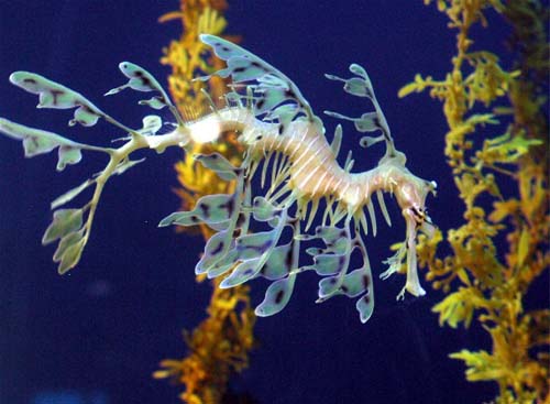 Leafy Seadragon | Phycodurus eques photo