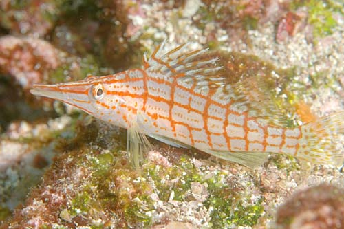 Longnose Hawkfish | Oxycirrhites typus photo