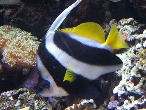 Longfin Bannerfish | Heniochus acuminatus photo