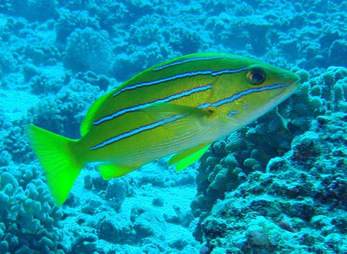 Bluestripe Seaperch | Lutjanus kasmira photo