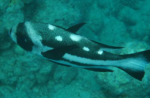 Black and White Snapper | Macolor niger photo