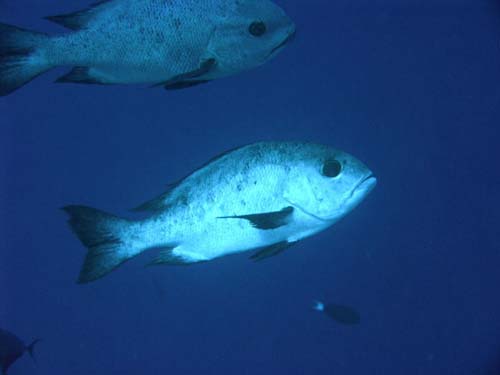 Black and White Snapper | Macolor niger photo