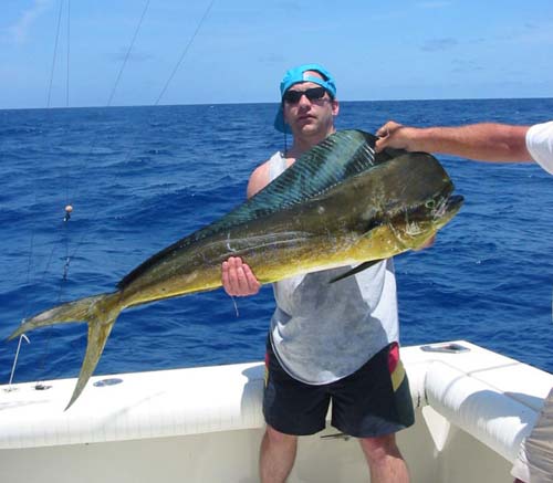 Common Dolphinfish | Coryphaena hippurus photo