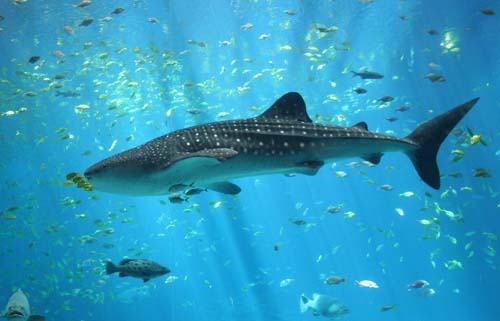 Whale Shark | Rhincodon typus photo
