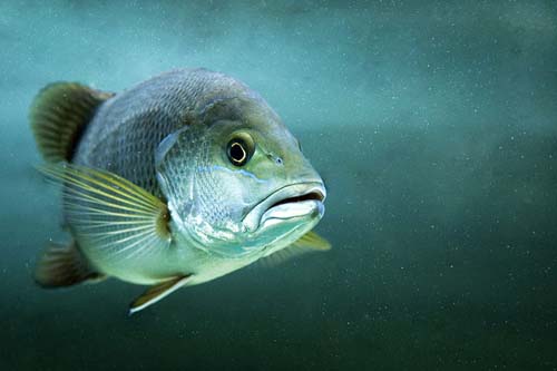 Mangrove Jack | Lutjanus argentimaculatus photo