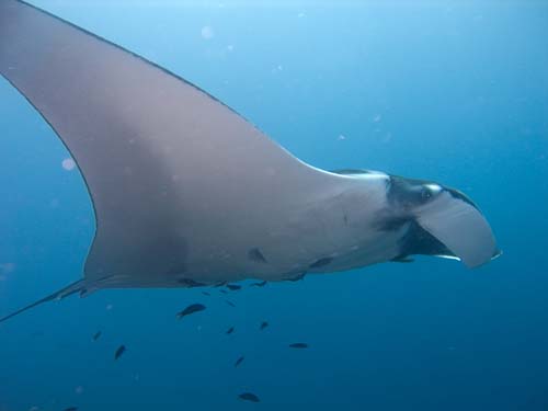 Manta Ray | Manta birostris photo