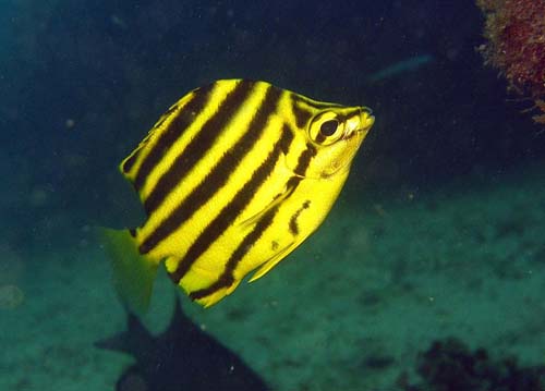 Stripey | Microcanthus strigatus photo