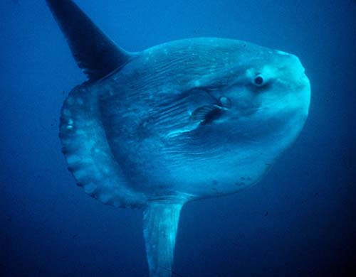 Ocean Sunfish | Mola mola photo