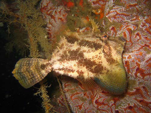 Fan-bellied Leatherjacket | Monacanthus chinensis photo