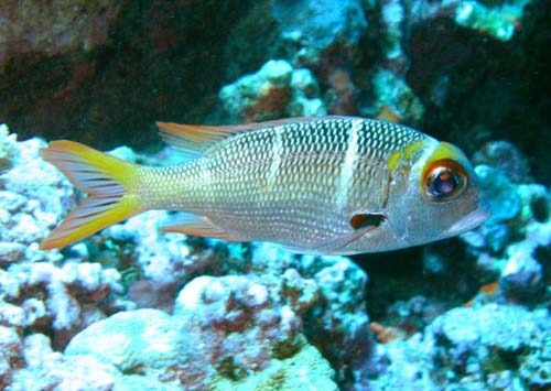 Humpnose Big-eye Bream | Monotaxis grandoculis photo