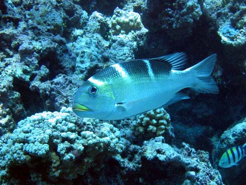 Humpnose Big-eye Bream | Monotaxis grandoculis photo