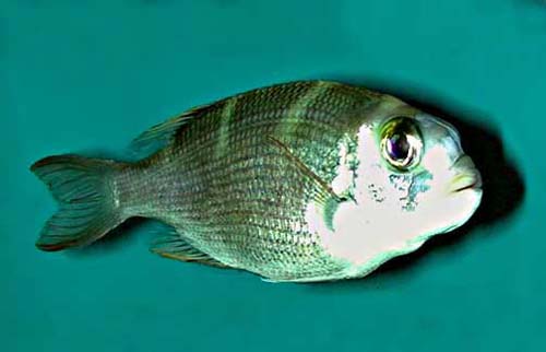 Humpnose Big-eye Bream | Monotaxis grandoculis photo