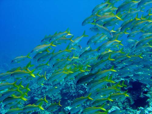 Yellow Goatfish | Mulloidichthys vanicolensis photo