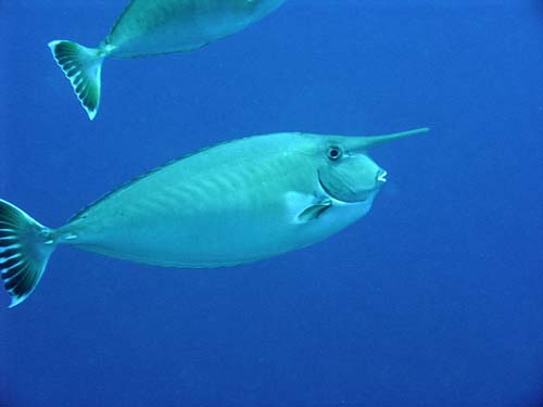 Whitemargin Unicornfish | Naso annulatus photo