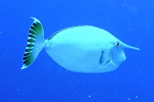 Whitemargin Unicornfish | Naso annulatus photo