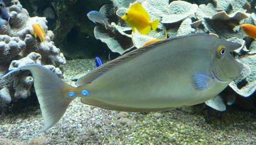 Bluespine Unicornfish | Naso unicornis photo