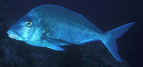 Blue Morwong | Nemadactylus douglasii photo