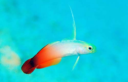 Fire Dartfish | Nemateleotris magnifica photo